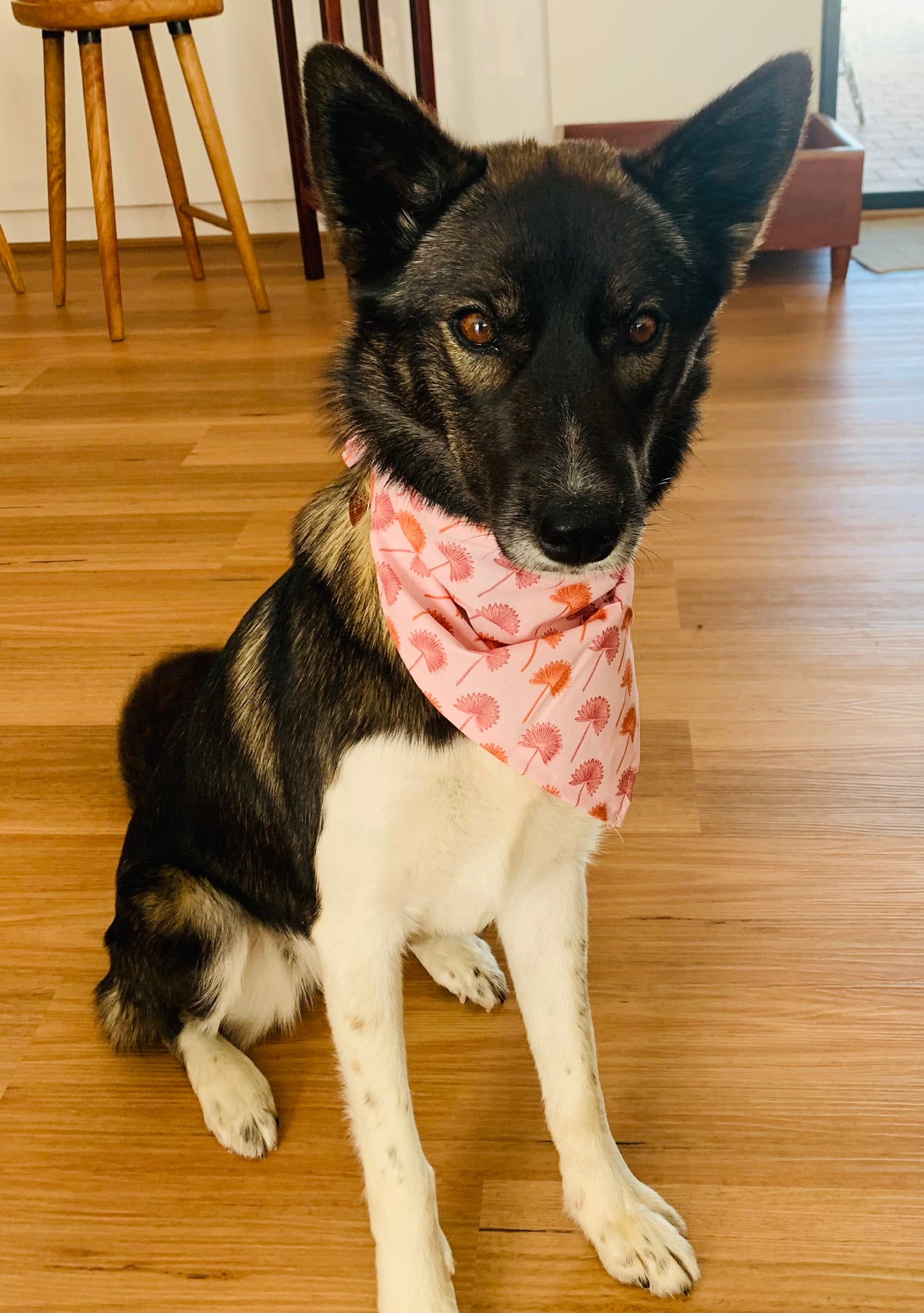 Pet Bandana