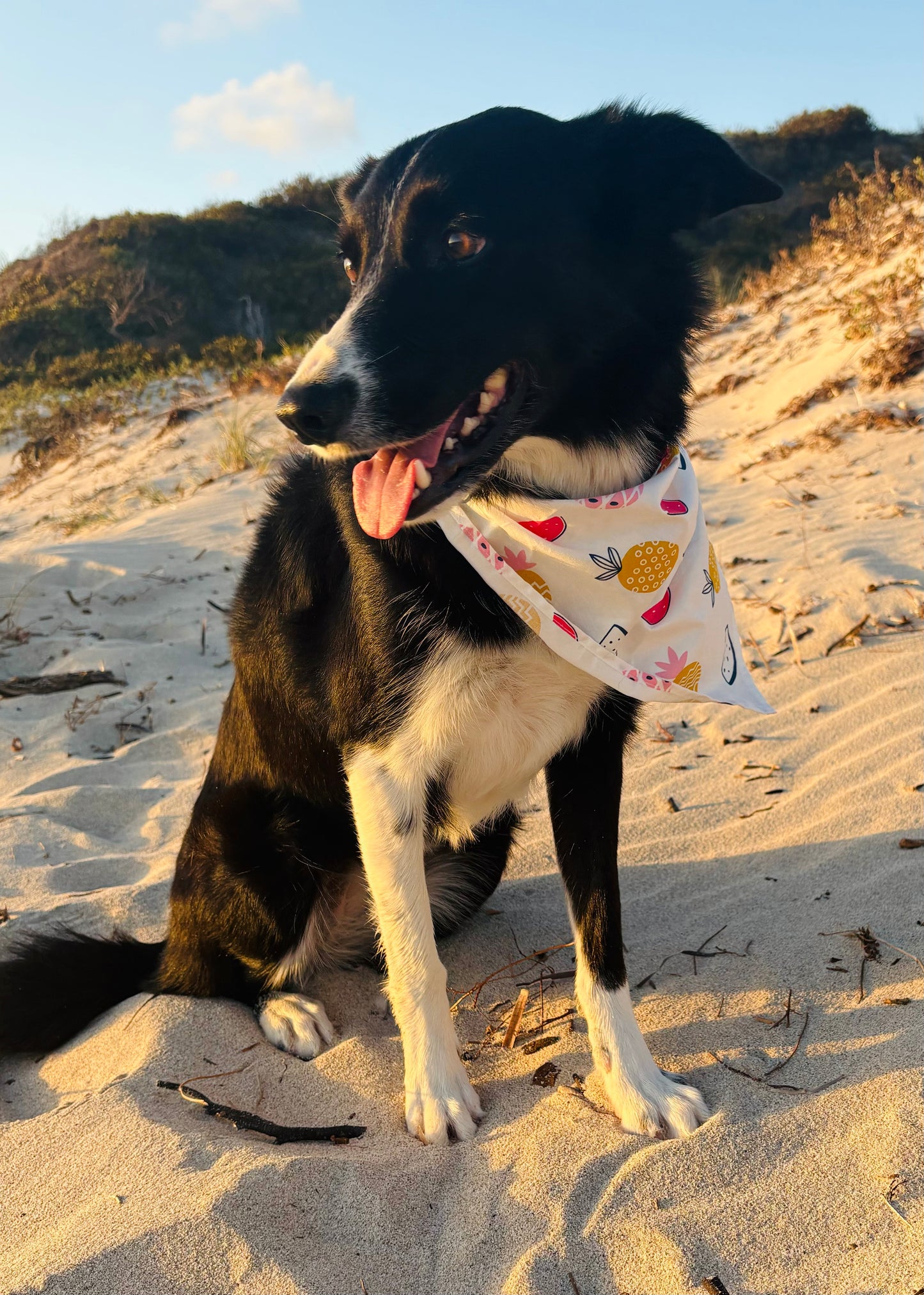 Pet Bandana