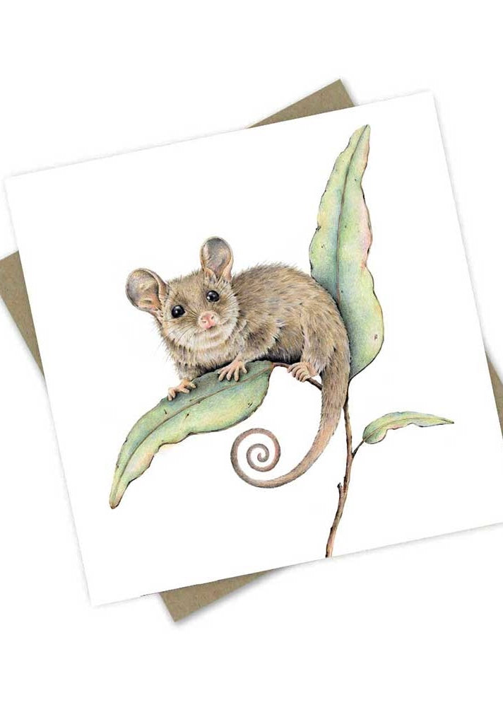 Pygmy Possum