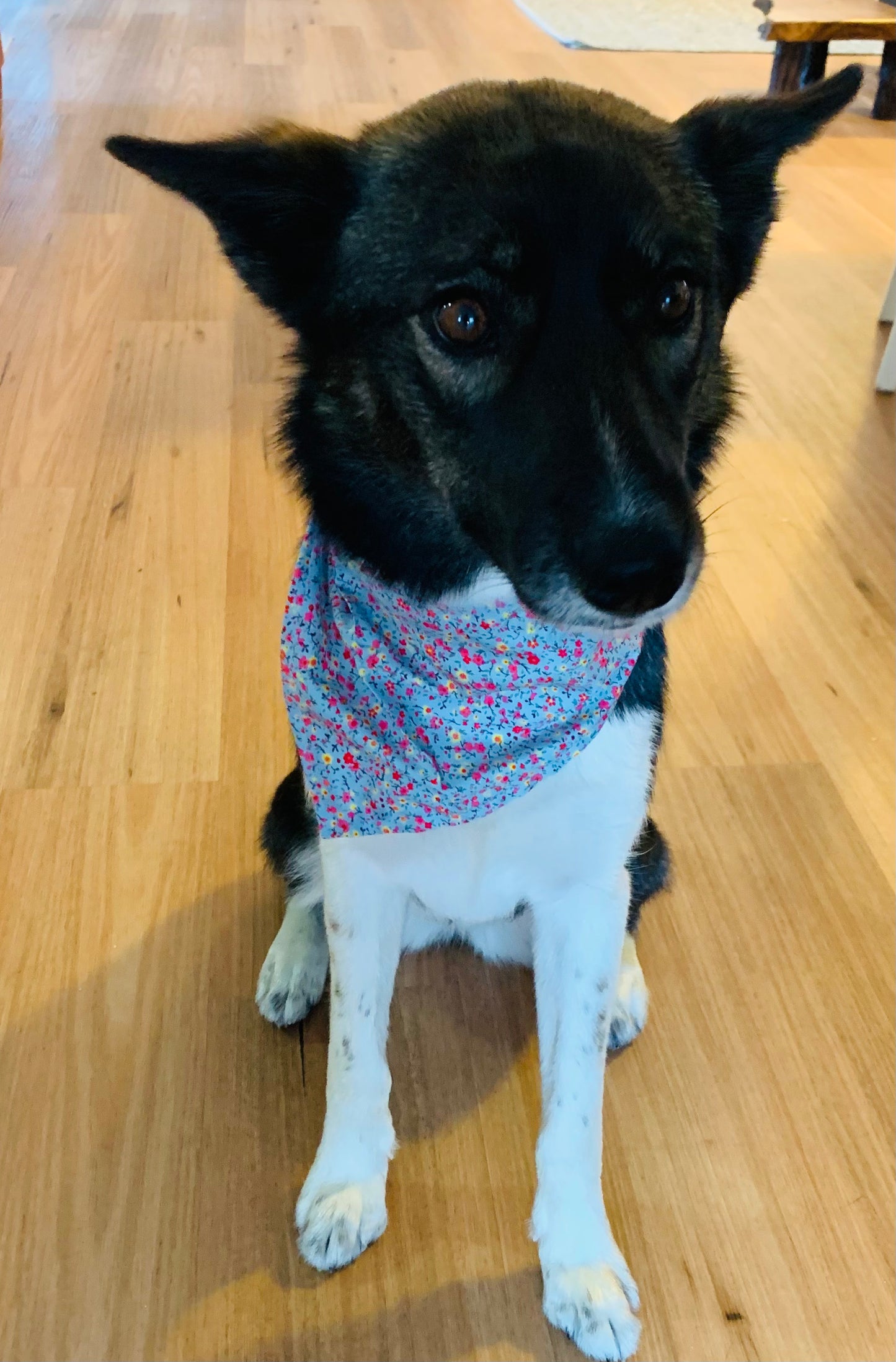 Pet Bandana